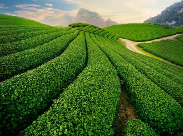Nông trường chè - Xanh một góc trời Đà Lạt