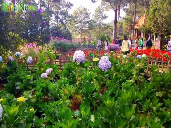 Ngắm vẻ đẹp của vườn hoa Thiền Viện Trúc Lâm