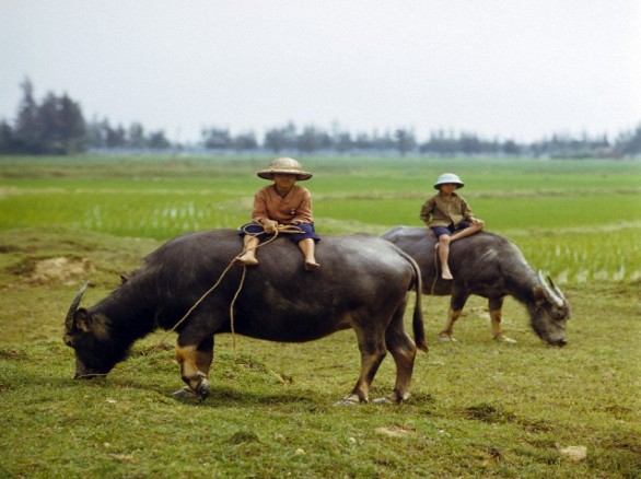 Bình dị nơi đồng quê Việt Nam