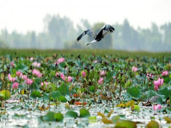 Ngắm sen trên Đồng Tháp Mười