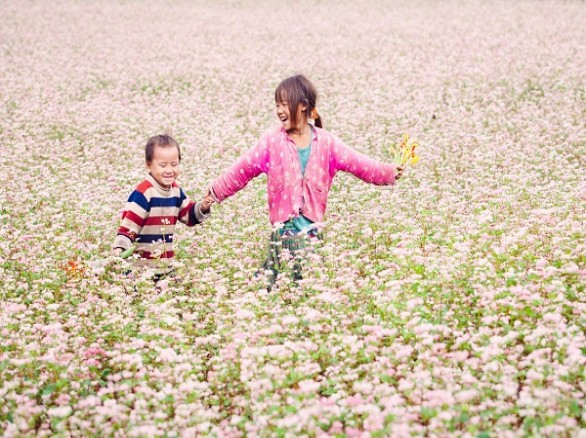 Đẹp ngỡ ngàng mùa hoa tam giác mạch Hà Giang