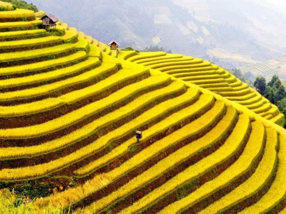 Ruộng bậc thang SaPa